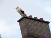 Cliquez ici pour voir l'image (Cigognes-Moy-4.jpg)