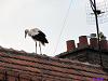 Cliquez ici pour voir l'image (Cigognes-Moy-5.jpg)