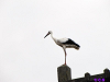 Cliquez ici pour voir l'image (Cigognes-Moy-7.jpg)