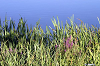 Cliquez ici pour voir l'image (Jose600-02.jpg)