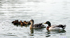 Cliquez ici pour voir l'image (Jose600-10.jpg)