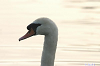 Cliquez ici pour voir l'image (Jose600-12.jpg)